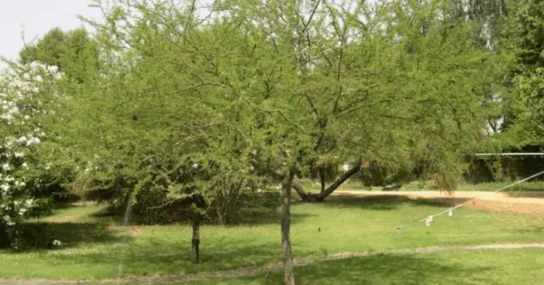 25 Piante Che Crescono Bene Sotto gli Alberi: Guida Completa alle Piante da Sottobosco per il Giardino