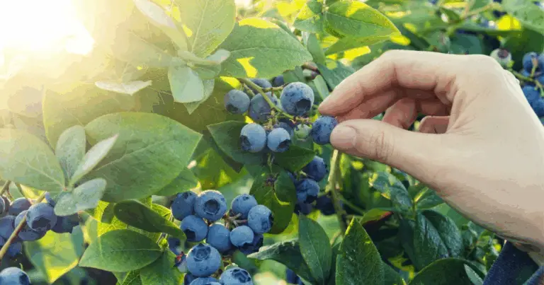 Come coltivare mirtilli a casa in modo continuo: guida completa per ottenere piante produttive tutto l’anno