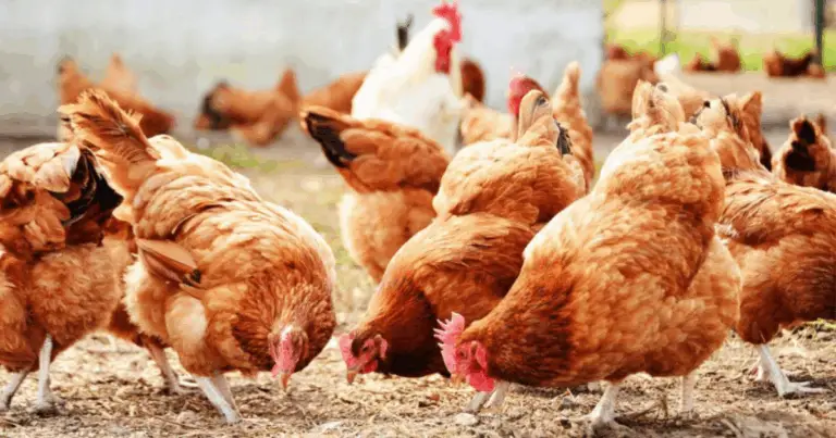 Galline: intelligenza, sensibilità e straordinarie capacità naturali