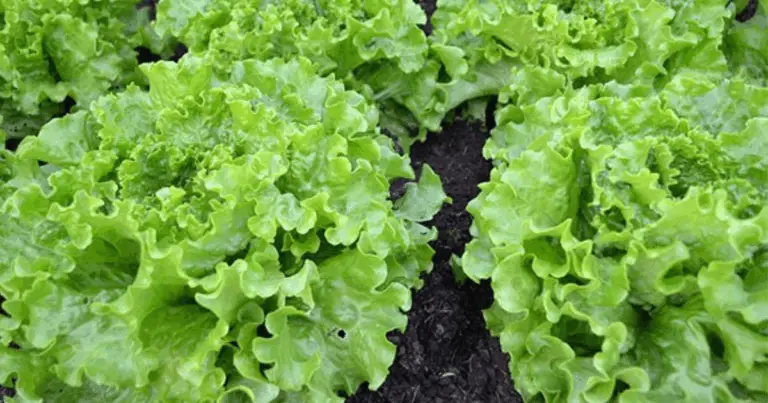 Ortaggi che Crescono Bene all’Ombra: Guida Completa per Coltivare in Mezz’ombra e Angoli Poco Illuminati