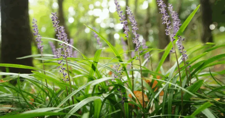 Piante che prosperano sotto gli alberi: come creare un sottobosco ornamentale armonioso