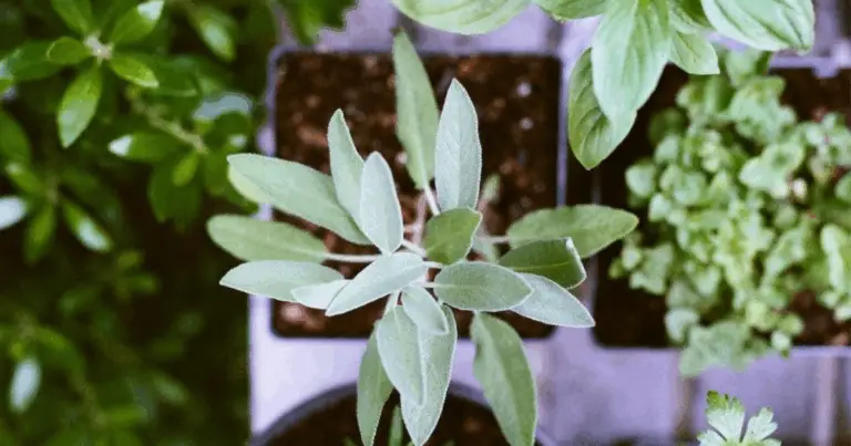 Piante medicinali con effetti simili ai farmaci: una guida consapevole all’uso naturale