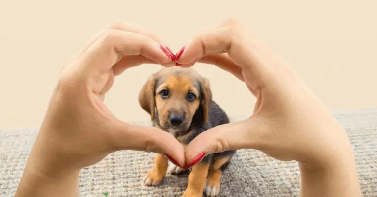 L’amore incondizionato del cane: piccoli gesti che raccontano un legame unico