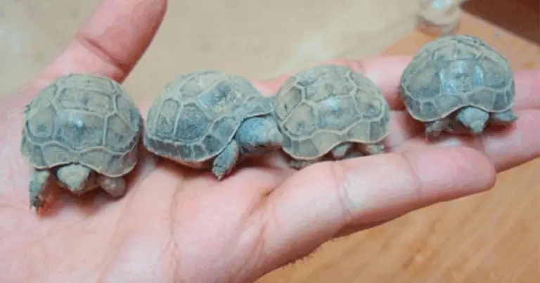 Come riconoscere il sesso delle tartarughe terrestri: guida completa e chiara