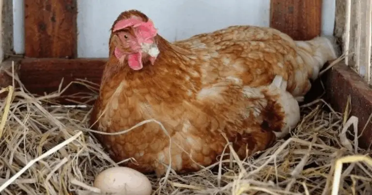 Come Costruire un Posatoio Verticale per Galline: Soluzione Ecologica e Funzionale