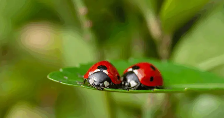 Come trasformare il giardino in un habitat ideale per le coccinelle