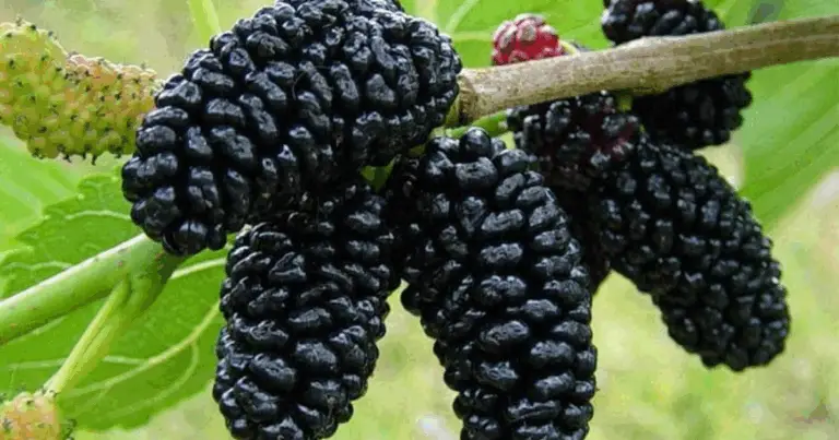 Come coltivare il gelso: guida completa dalla messa a dimora alla raccolta