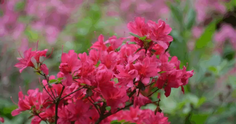 Propagazione delle azalee: come ottenere nuove piante sane e fiorite dalle talee