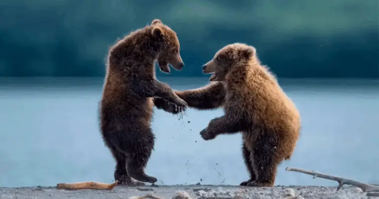 Suoni degli Animali: Una Guida per Comprendere il Linguaggio della Natura