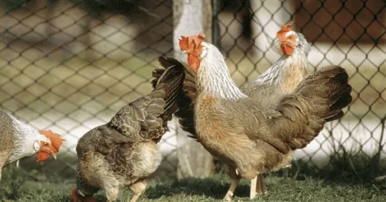 Le migliori razze di galline ovaiole da scegliere per il tuo pollaio