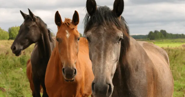 Le 12 Migliori Razze di Cavalli al Mondo: Caratteristiche, Origini e Attitudini