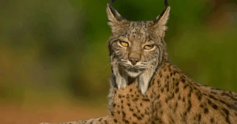 Felini selvatici del mondo: guida illustrata alle specie più affascinanti