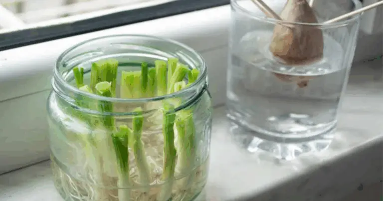 9 ortaggi che puoi rigenerare all’infinito: guida completa alla coltivazione da scarti vegetali