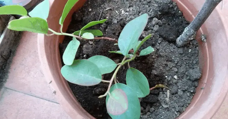 Alberi da frutto che si moltiplicano facilmente tramite talea: guida completa