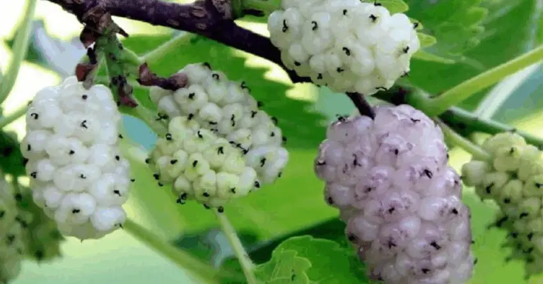 Perché la pianta di gelso dovrebbe essere presente in ogni terreno: benefici, usi e valore per l’ambiente