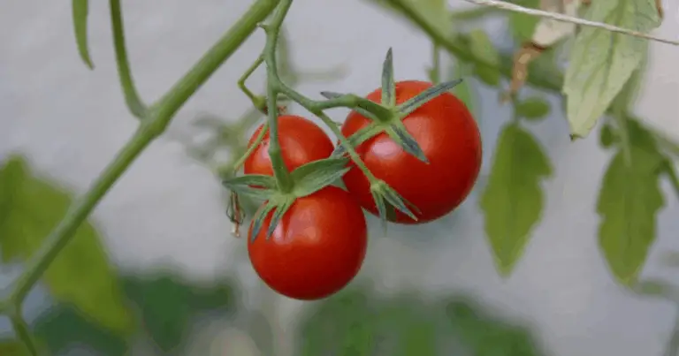 Coltivare pomodori giganti con un contenitore forato: metodo completo per una crescita accelerata