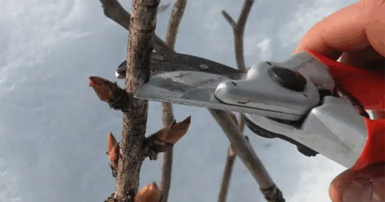 Come eseguire una potatura sana ed efficace in giardino: guida completa