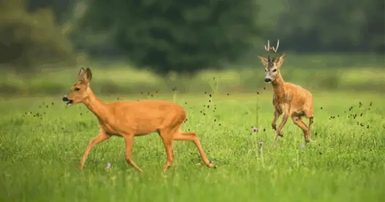 Le principali specie di cervi nel mondo: caratteristiche, habitat e ruolo ecologico
