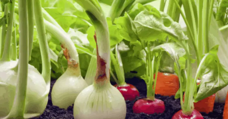 Ortaggi perenni: il segreto di un orto produttivo e sostenibile tutto l’anno