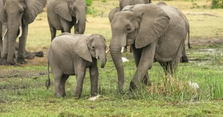 Durata della gestazione negli animali: una guida completa alle differenze tra le specie