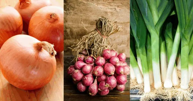 Tipi di cipolle: guida completa per scegliere la varietà giusta in cucina