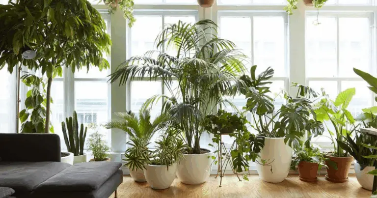 Piante da interno: come scegliere le specie più adatte a ogni ambiente della casa