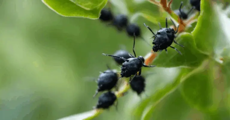 Piante repellenti naturali: guida completa per allontanare gli insetti in modo ecologico