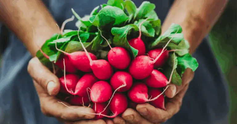 Ravanelli: benefici, proprietà nutrizionali e come integrarli nella dieta