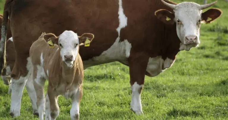 Le principali razze di mucche da latte: guida completa per scegliere la più adatta all’allevamento