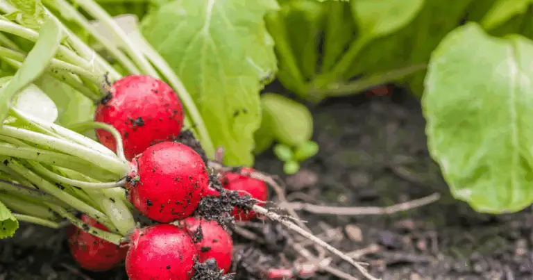 Benefici del ravanello: proprietà tradizionali, usi e consigli