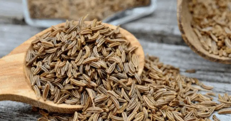 Cumino: una spezia preziosa per il benessere quotidiano