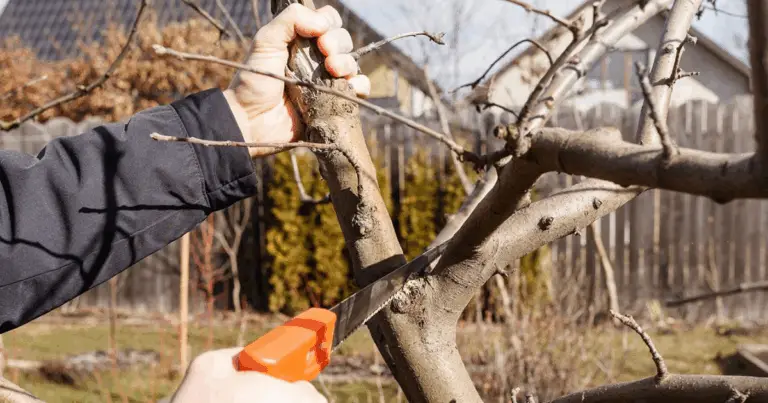 Potatura degli alberi: guida completa per una crescita sana e produttiva