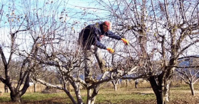 Potatura degli alberi da frutto: guida completa per iniziare correttamente