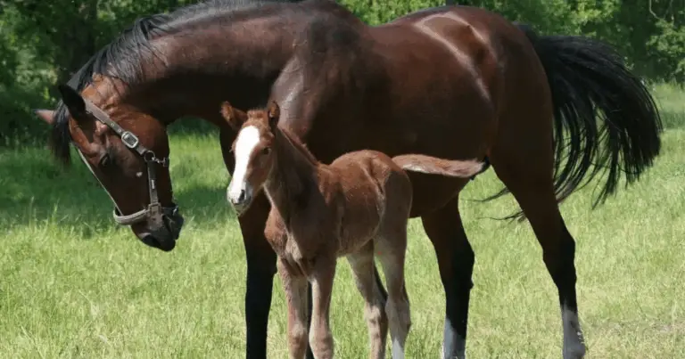 Marcature del volto nei cavalli: guida completa per riconoscerle e identificarle con precisione