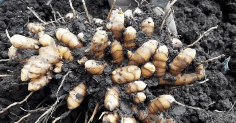 Rimedi Naturali con Alimenti e Spezie: Come Utilizzarli in Modo Corretto per il Benessere Quotidiano