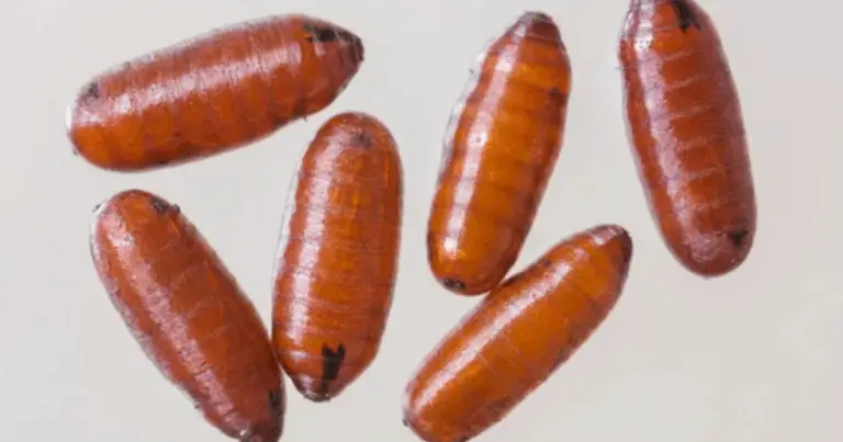 Il Ciclo di Vita delle Mosche e dei Parassiti: Come Funziona e Come Interromperlo