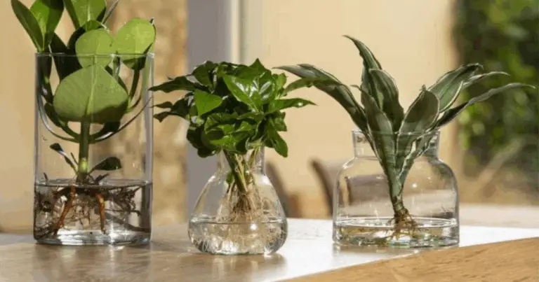 Piante da interno in acqua: guida completa alla coltivazione senza terra