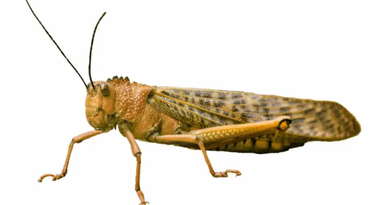 Guida Completa agli Insetti Domestici e alla Loro Prevenzione Naturale