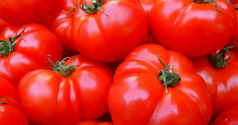 Guida Completa alle Varietà di Pomodoro da Orto: Tipologie, Caratteristiche e Utilizzi