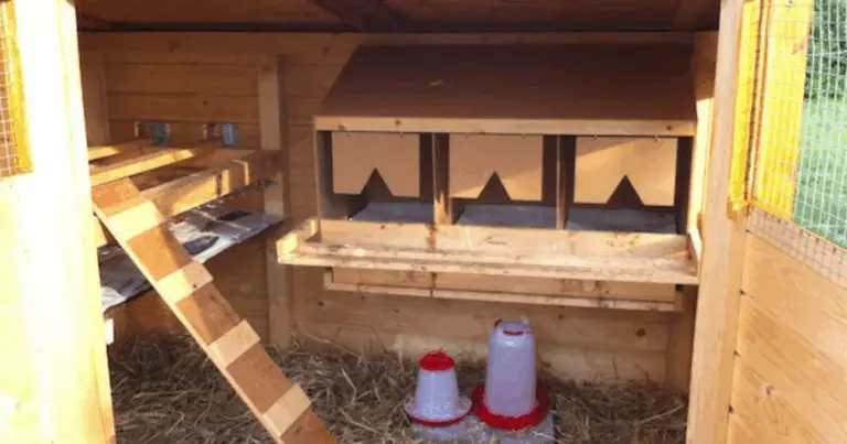 Costruire un pollaio in legno: come trasformare una struttura semplice in uno spazio funzionale e sicuro