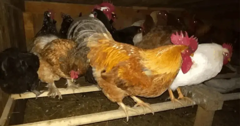 Posatoi verticali per galline: una soluzione efficace per sfruttare lo spazio e migliorare il benessere del pollaio