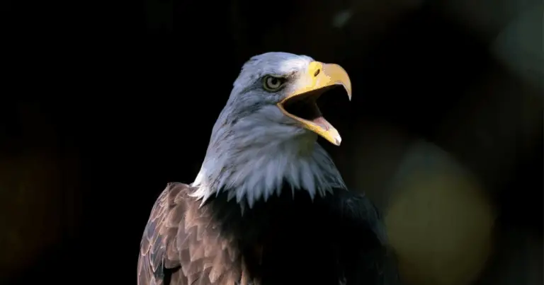 Le 9 Aquile più Potenti del Pianeta