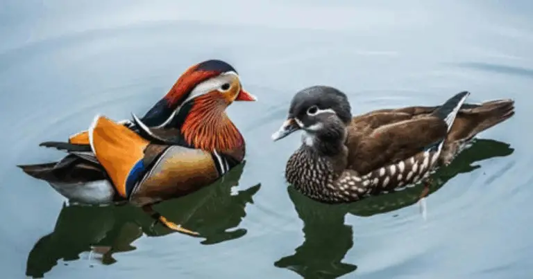 Razze di anatre: guida completa alla scelta e alle caratteristiche principali