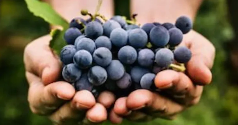 I benefici dell’uva in base al colore: cosa cambia davvero
