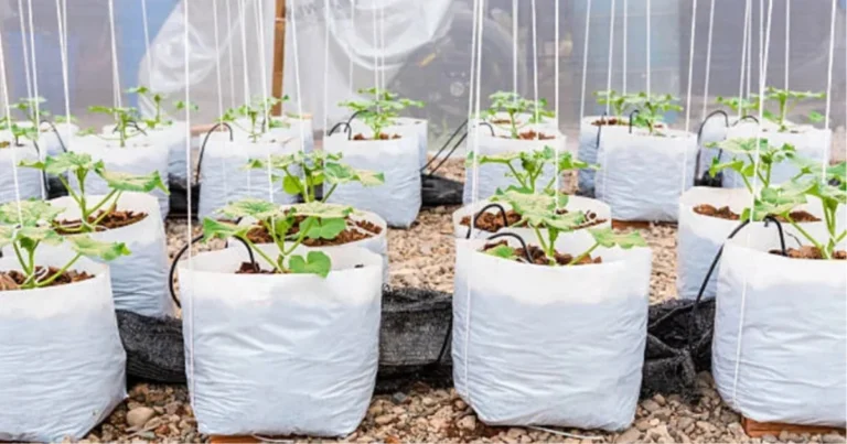 Guida alla scelta dei sacchi di coltivazione in base alle piante