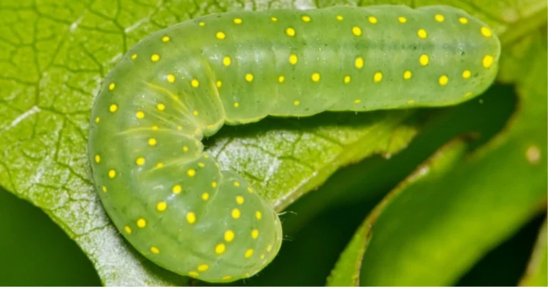 Parassiti del giardino: riconoscerli e respingerli in modo naturale