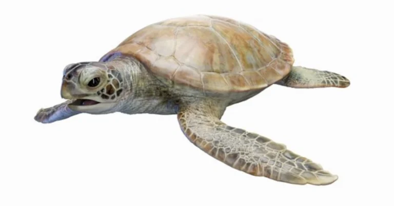 Anatomia della tartaruga: struttura, funzioni e adattamenti