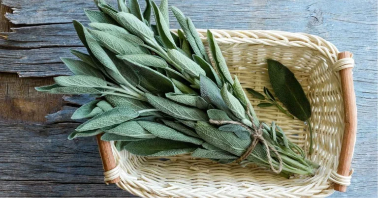 Erbe utili per chi vive con il diabete: come la natura può supportare l’equilibrio glicemico