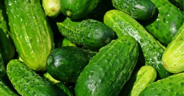 Benefici del Cetriolo: Idratazione, Digestione e Benessere Quotidiano