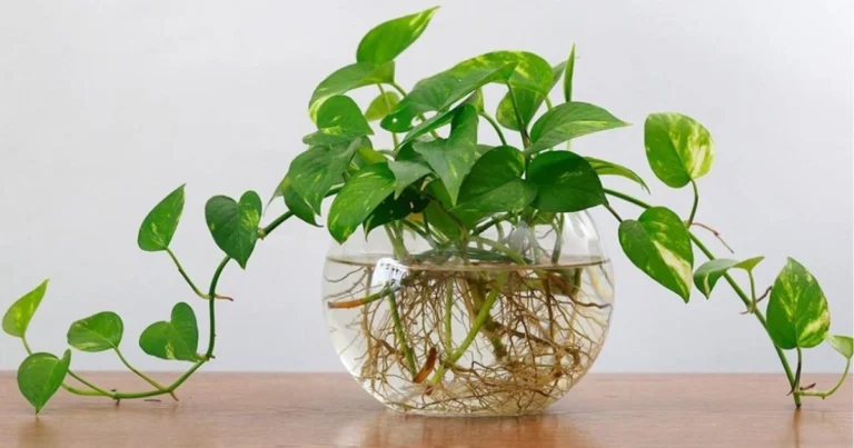 Coltivazione in acqua: guida completa alle piante che crescono senza terra